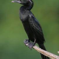 Phalacrocoracidae